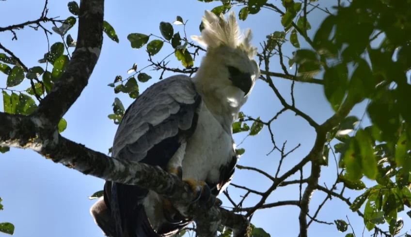 cuyabeno 4 dias 3 noches