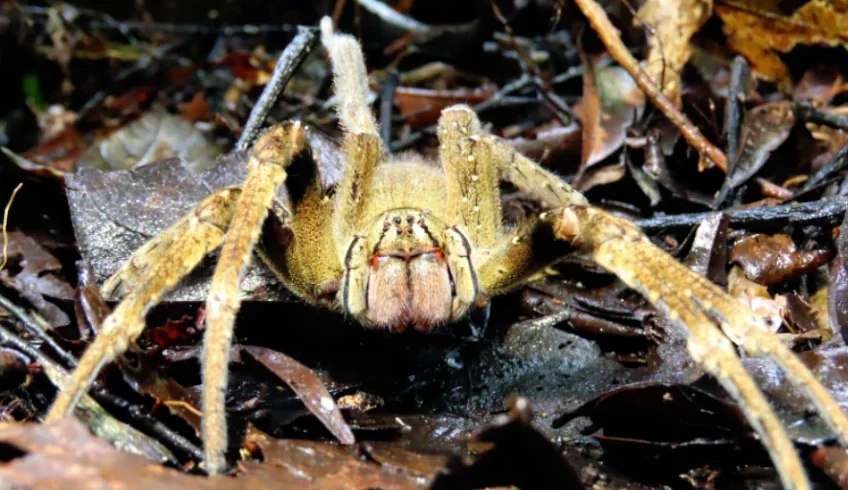 cuyabeno 5 dias 4 noches