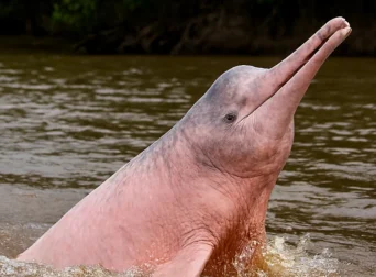 cuyabeno pink dolphins