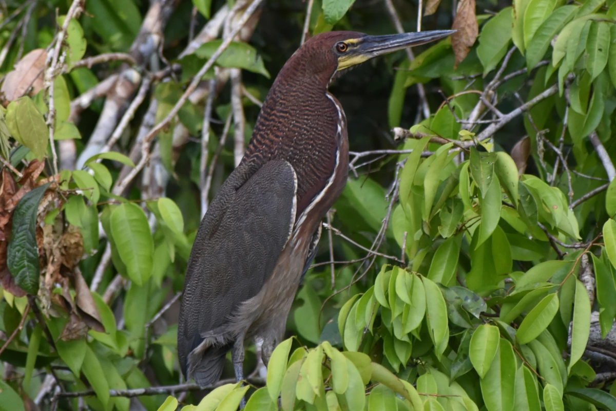 cuyabeno ecuador