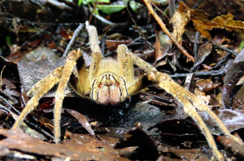 animales en cuyabeno