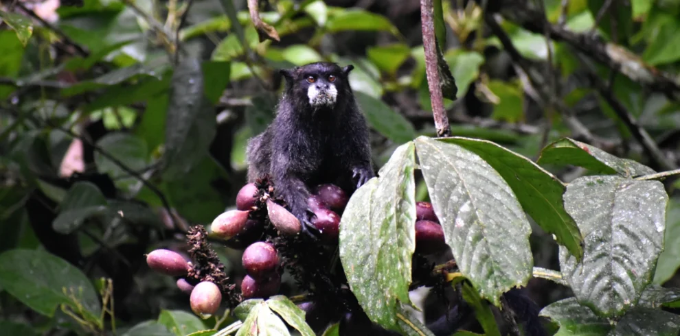 cuyabeno fullday tour